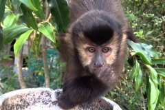 Macaco-03