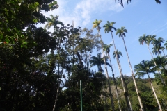 SAM_2265